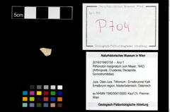 Foto (Objekt + Etikett) von Pithonoton marginatum (von Meyer, 1842)  (NHMW-GEO-2014-0194-0704)